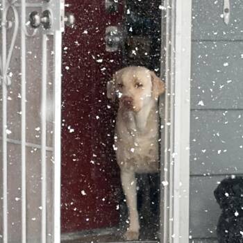 Lincoln -  Yellow Labrador Retriever Dog for Adoption in Reno, Nevada - Lincoln | PetCurious
