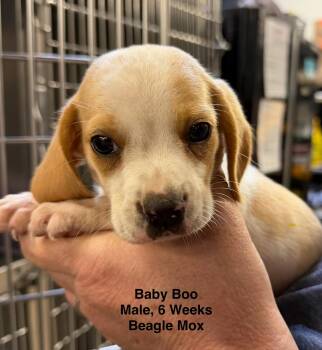 Baby Boo -  Beagle Dog for Adoption in Blue Springs, Missouri - Baby Boo | PetCurious