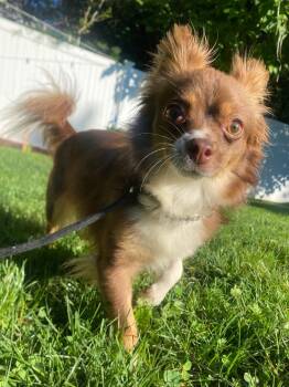 Elowen -  Chihuahua and Papillon Dog for Adoption in Fall River, Massachusetts - Elowen | PetCurious