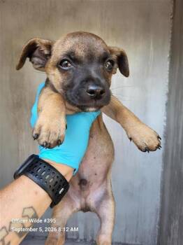 TWIX -  Chihuahua Dog for Adoption in San Antonio, Texas - TWIX | PetCurious