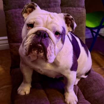 English Bulldog Dogs Available for Adoption in Gilbert, Arizona - Trixie | PetCurious
