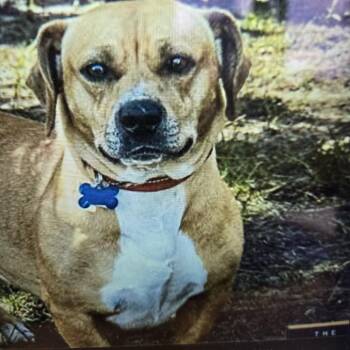 Finn -  Corgi and Mixed Breed Dog for Adoption in Arlington Heights, Illinois - Finn | PetCurious
