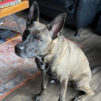 Fenna -  Dutch Shepherd Dog for Adoption in Indianapolis, Indiana - Fenna | PetCurious