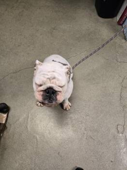 English Bulldog Dogs Available for Adoption in Detroit, Michigan - Pedro | PetCurious