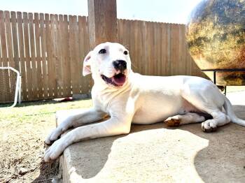 Rescue Pit Bull Terrier and Bull Terrier Dogs for Adoption in Shawnee, Oklahoma - Pandora | PetCurious