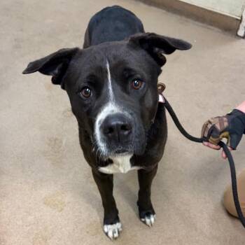 Mixed Breed Dogs Available for Adoption - Lesnar | PetCurious