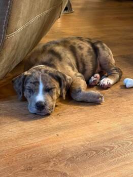 Moose Tracks -  Pit Bull Terrier and Great Dane Dog for Adoption in Hilton, New York - Moose Tracks | PetCurious
