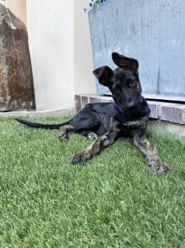 Peridot - Located in Texas -  Belgian Shepherd Malinois and Dutch Shepherd Dog for Adoption in Imlay City, Michigan - Peridot - Located In Texas | PetCurious