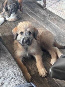 Shaq -  German Shepherd Dog and Mixed Breed Dog for Adoption in Picayune, Mississippi - Shaq | PetCurious