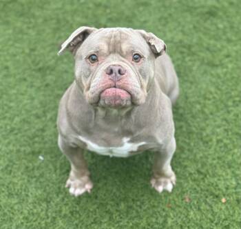 MAVIS (AKA LAVENDER) -  Bulldog Dog for Adoption in San Francisco, California - MAVIS (AKA LAVENDER) | PetCurious