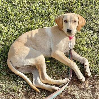 Rescue Yellow Labrador Retriever Dogs for Adoption in Natchitoches, Louisiana - Rose | PetCurious