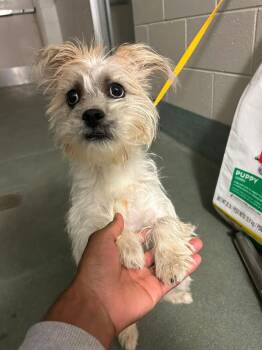 Terrier Dogs Available for Adoption - Zoey | PetCurious