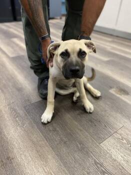 Bashful -  Mastiff Dog for Adoption in Victorville, California - Bashful | PetCurious