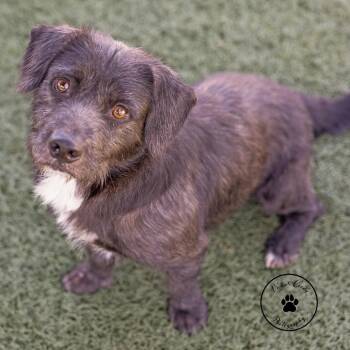 Padfoot -  Mixed Breed Dog for Adoption in Abilene, Texas - Padfoot | PetCurious
