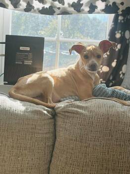 Rescue Chihuahua Dogs for Adoption in Nashville, Georgia - Myla | PetCurious