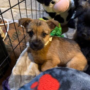 El Toro Loco -  Mixed Breed Dog for Adoption in Buffalo, Minnesota - El Toro Loco | PetCurious