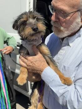 Yorkshire Terrier Dogs Available for Adoption in Uxbridge, Massachusetts - Brookie | PetCurious