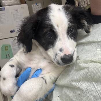 Labrador Retriever Dogs Available for Adoption in Pekin, Illinois - Demi Lovato | PetCurious