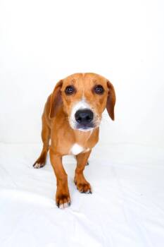 Tommy -  Dachshund Dog for Adoption in Bixby, Oklahoma - Tommy | PetCurious