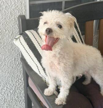 Penelope -  Poodle and Mixed Breed Dog for Adoption in Henderson, Nevada - Penelope | PetCurious