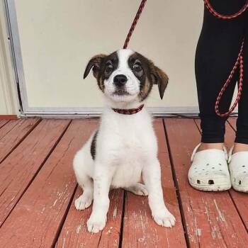 Terrier Dogs Available for Adoption - BRIDGET | PetCurious