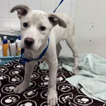 Joey* -  Pit Bull Terrier and Husky Dog for Adoption in San Gabriel, California - Joey* | PetCurious