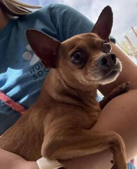 Chihuahua Dogs Available for Adoption in Canon City, Colorado - Chip | PetCurious