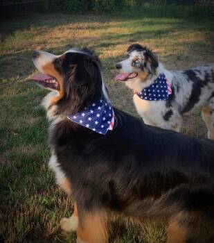 Australian Shepherd Dogs Available for Adoption in Ontario, California - Bella #5212 | PetCurious