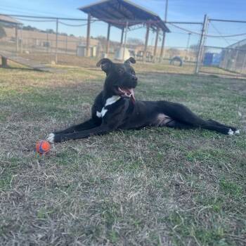 Mixed Breed Dogs Available for Adoption - LJ | PetCurious