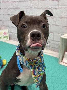 Doodles -  Mixed Breed Dog for Adoption in Detroit, Michigan - Doodles | PetCurious
