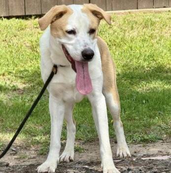 Rescue Retriever Dogs for Adoption in Longview, Texas - Buster | PetCurious