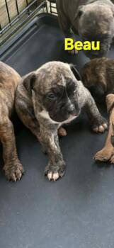 Boxer Dogs Available for Adoption - Beau | PetCurious
