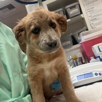 Shepherd and Mixed Breed Dogs Available for Adoption in Flagstaff, Arizona - Flower | PetCurious