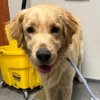 Webster -  Golden Retriever Dog for Adoption in Yuma, Arizona - Webster | PetCurious