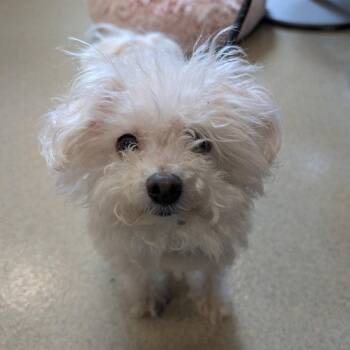 Prince -  Maltese and Poodle Dog for Adoption in New Castle, Delaware - Prince | PetCurious