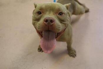 BRAX -  Mixed Breed Dog for Adoption in Columbia, South Carolina - BRAX | PetCurious
