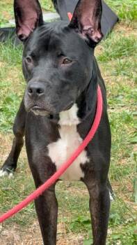 Beans -  Pit Bull Terrier Dog for Adoption in Springfield, Illinois - Beans | PetCurious