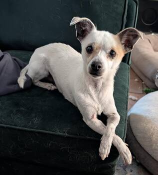 Chihuahua Dogs Available for Adoption - Seamus | PetCurious