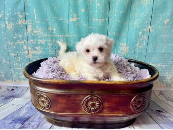 Rescue Miniature Schnauzer Dogs for Adoption in Houston, Texas - Dust | PetCurious