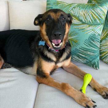 Lexi -  German Shepherd Dog Dog for Adoption in Wando, South Carolina - Lexi | PetCurious