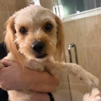 Shih Tzu and Yorkshire Terrier Dogs Available for Adoption - Niles | PetCurious