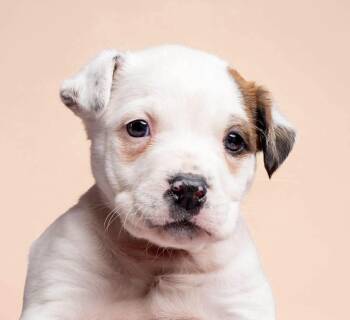 Mixed Breed Dogs Available for Adoption - Mira | PetCurious