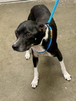 Rescue Rat Terrier and Chihuahua Dogs for Adoption in Rosenberg, Texas - DOC | PetCurious