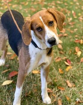 Rescue Treeing Walker Coonhound and Mixed Breed Dogs for Adoption in Bowling Green, Kentucky - Paisley | PetCurious