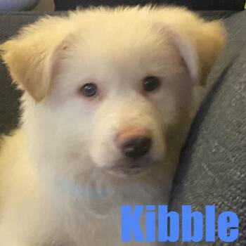 Kibble -  Shepherd and Great Pyrenees Dog for Adoption in Ellicott City, Maryland - Kibble | PetCurious