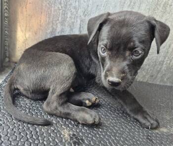 Labrador Retriever Dogs Available for Adoption in San Antonio, Texas - JEAN | PetCurious