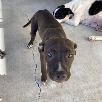 American Staffordshire Terrier and Terrier Dogs Available for Adoption - Cinder | PetCurious