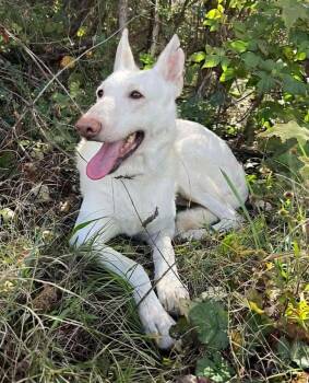 Sugar! Not at the shelter (Sierra) -  White German Shepherd Dog for Adoption in Rustburg, Virginia - Sugar! Not At The Shelter (Sierra) | PetCurious