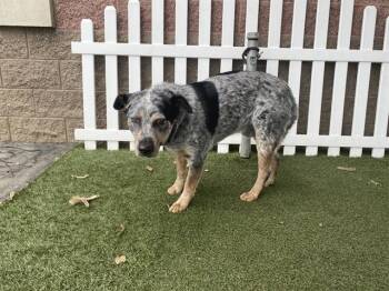 Australian Cattle Dog Blue Heeler and Australian Shepherd Dogs Available for Adoption in Modesto, California - CHATO | PetCurious