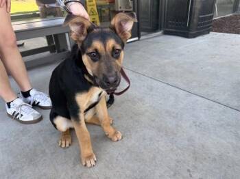 German Shepherd Dog and Mixed Breed Dogs Available for Adoption - DOLLY | PetCurious